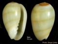 Gibberula miliaria(Linné, 1758) - Specimen from Maro (Málaga, Spain) (height 5.4 mm)