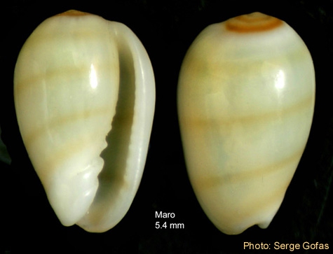 Gibberula miliaria(Linné, 1758) - Specimen from Maro (Málaga, Spain) (height 5.4 mm)