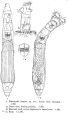 Habrotrocha longula - Original description image, author: Christian D. Jersabek