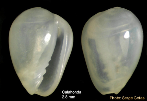 Gibberula philippii (Monterosato, 1878) - Shell from Calahonda (Málaga, Spain) (height 2.8 mm) Gibberula philippii (Monterosato, 1878) - Shell from Calahonda (Málaga, Spain) (height 2.8 mm)