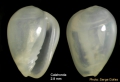 Gibberula philippii (Monterosato, 1878) - Shell from Calahonda (Málaga, Spain) (height 2.8 mm)