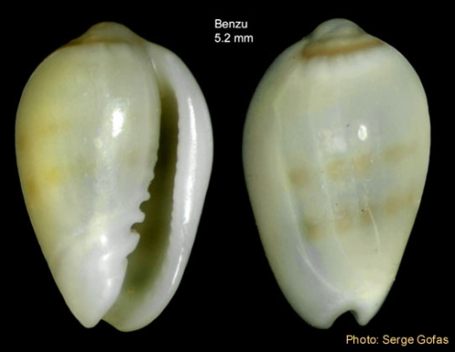 Gibberula secreta Monterosato, 1889 - Specimen from Benzú, Strait of Gibraltar (height 5.2 mm)