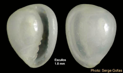 Granulina marginata (Bivona, 1832) - Shell from Los Escullos (Almería, Spain) (height 1.8 mm) Granulina marginata (Bivona, 1832) - Shell from Los Escullos (Almería, Spain) (height 1.8 mm)