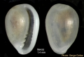 Granulina vanhareni (van Aartsen, Menkhorst & Gittenberger, 1984) - Specimen from Benzú, Strait of Gibraltar (height 1.4 mm)