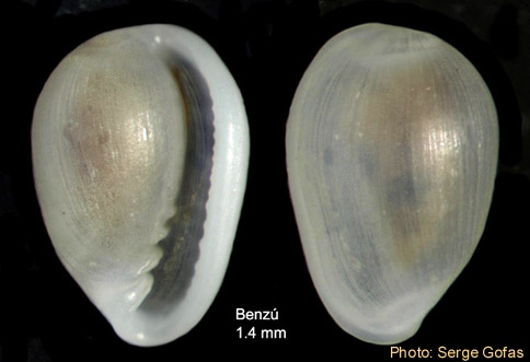 Granulina vanhareni (van Aartsen, Menkhorst & Gittenberger, 1984) - Specimen from Benzú, Strait of Gibraltar (height 1.4 mm) Granulina vanhareni (van Aartsen, Menkhorst & Gittenberger, 1984) - Specimen from Benzú, Strait of Gibraltar (height 1.4 mm)