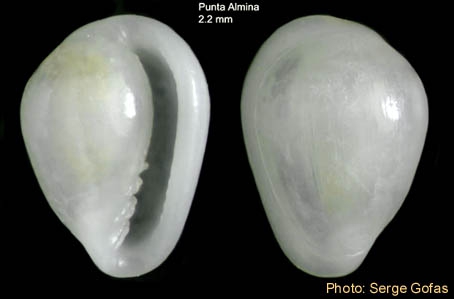 Granulina torosa Gofas, 1992 - Specimen from Punta Almina, Ceuta, Strait of Gibraltar (height 2.2 mm) Granulina torosa Gofas, 1992 - Specimen from Punta Almina, Ceuta, Strait of Gibraltar (height 2.2 mm)