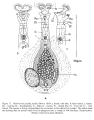 Habrotrocha pusilla, author: Christian D. Jersabek