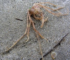 Schaaldieren