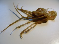 Schaaldieren