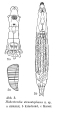 Habrotrocha stenostephana - Original description image, author: Christian D. Jersabek