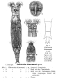 Habrotrocha thienemanni - Original description image, author: Christian D. Jersabek