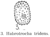 Habrotrocha tridens, author: Christian D. Jersabek