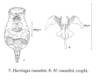 Harringia rousseleti, author: Christian D. Jersabek