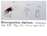 Heterognathus diglenus - Original description image, author: Christian D. Jersabek