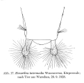 Hexarthra intermedia, author: Christian D. Jersabek