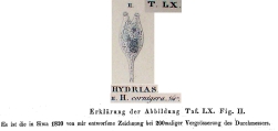 Hydrias cornigera, author: Christian D. Jersabek
