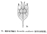 Keratella cochlearis, author: Christian D. Jersabek