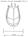 Keratella eichwaldi, author: Christian D. Jersabek