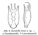 Keratella lenzi - Original description image, author: Christian D. Jersabek
