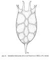 Keratella nhamunda, author: Christian D. Jersabek