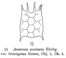 Keratella quadrata, author: Christian D. Jersabek