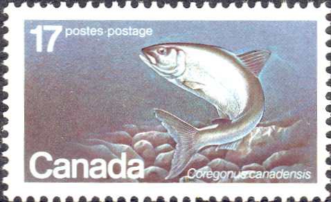 Coregonus canadensis Coregonus canadensis
