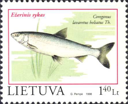 Coregonus lavaretus Coregonus lavaretus