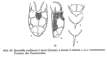 Keratella tecta, author: Christian D. Jersabek
