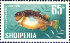 Cyclopterus lumpus