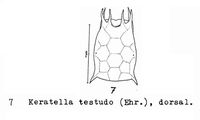 Keratella testudo, author: Christian D. Jersabek