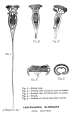 Lacinularia elongata - Original description image, author: Christian D. Jersabek