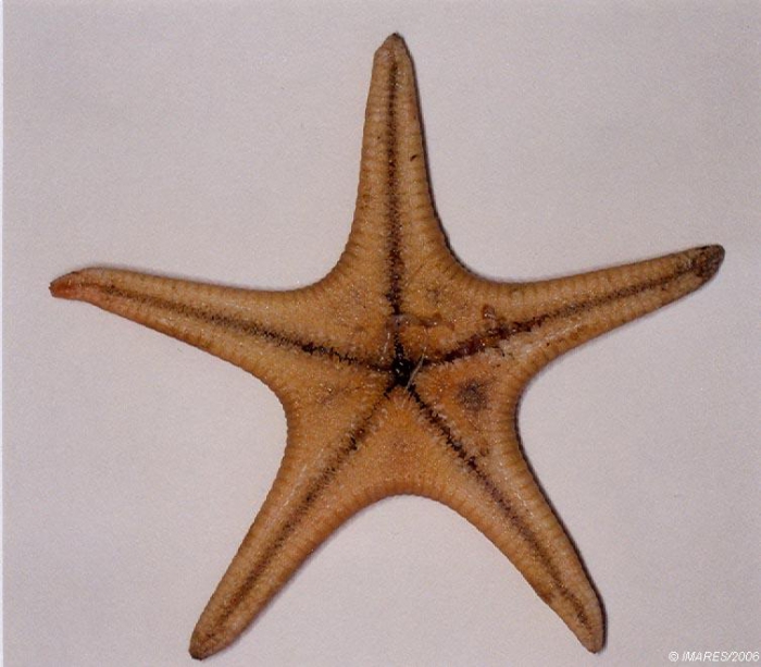 Pseudarchaster parelii (Düben & Koren, 1846) 