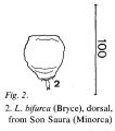 Lecane bifurca, author: Christian D. Jersabek