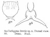 Lecane brevis - Original description image, author: Christian D. Jersabek