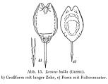Lecane bulla, author: Christian D. Jersabek