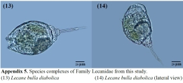 Lecane bulla diabolica, author: Christian D. Jersabek