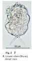 Lecane clara, author: Christian D. Jersabek