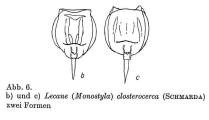 Lecane closterocerca, author: Christian D. Jersabek