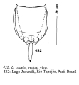 Rotifera (rotifers)