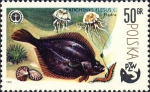 Pleuronectiformes