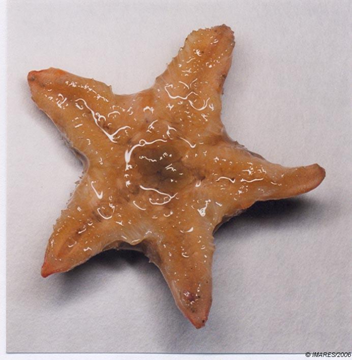 Pteraster militaris (O.F. Müller, 1776) 