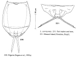 Lecane curvicornis, author: Christian D. Jersabek
