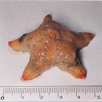 Pteraster militaris (O.F. Müller, 1776) 