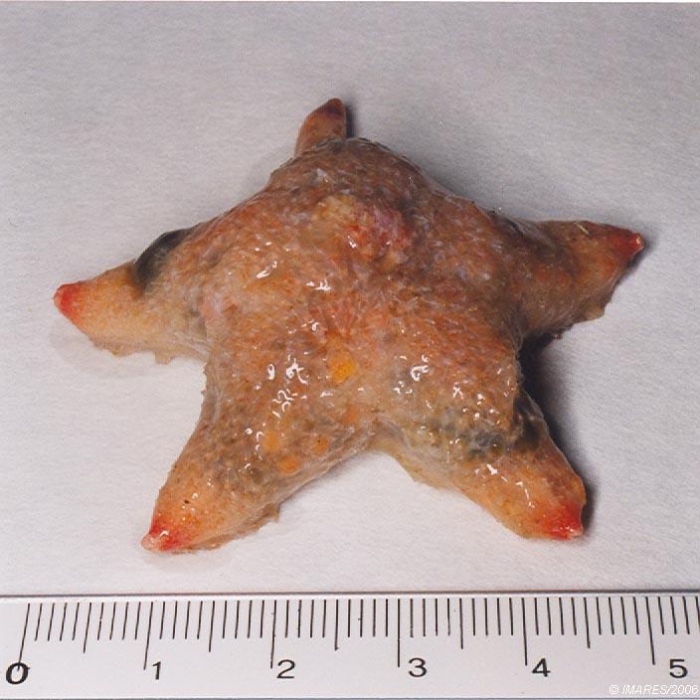 Pteraster militaris (O.F. Müller, 1776) 