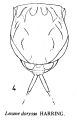 Lecane doryssa, author: Christian D. Jersabek