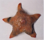 Pteraster militaris (O.F. Müller, 1776) 