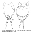 Lecane fracida - Original description image, author: Christian D. Jersabek