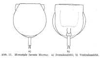Lecane furcata, author: Christian D. Jersabek