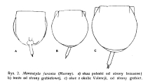Lecane furcata, author: Christian D. Jersabek