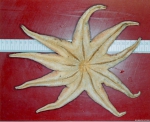 Asteroidea (starfish)